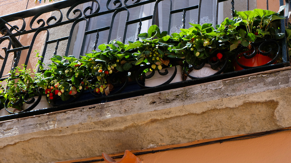 fresas que crecen en la barandilla de un balcón