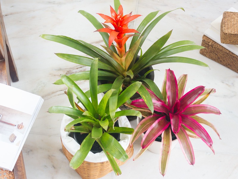 Bromelia