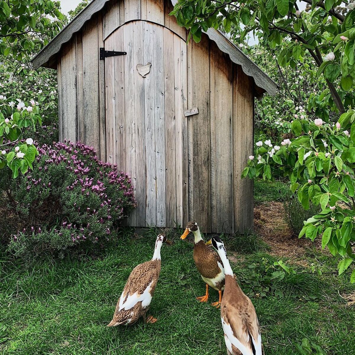 20 ideas de casas para patos patios traseros 17