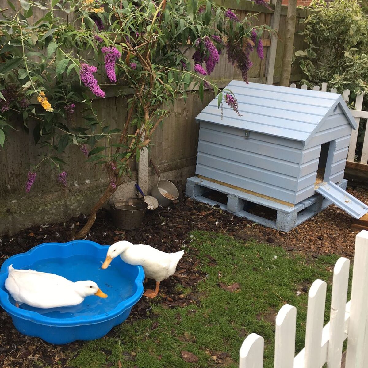 20 ideas de casas para patos patios traseros 19