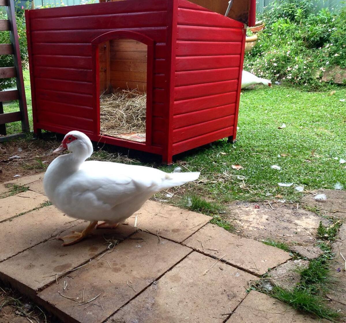 20 ideas de casas para patos patios traseros 20