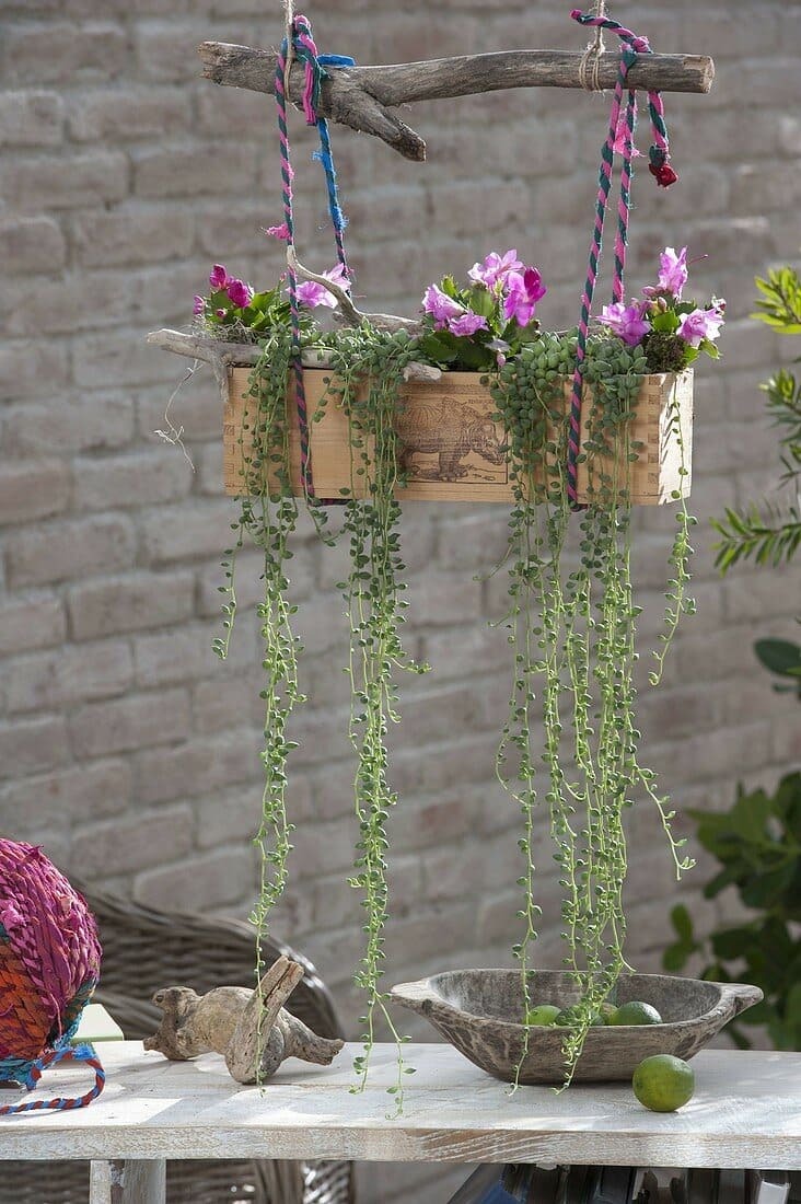 Caja de madera colgada de una rama