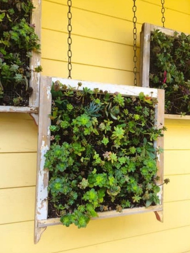 Suculentas en marcos de madera colgantes