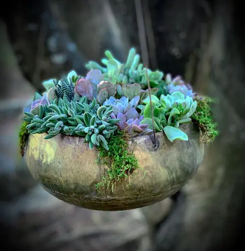 Suculentas de colores vivos