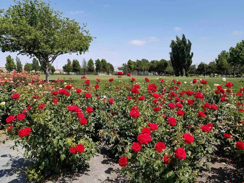 Rosas rojas