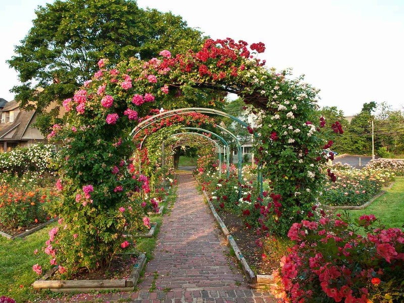 Dosel de rosas