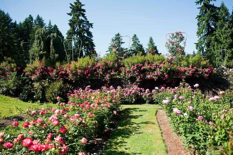Muros de rosas