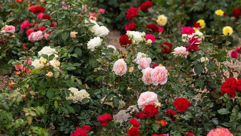 Racimos de rosas