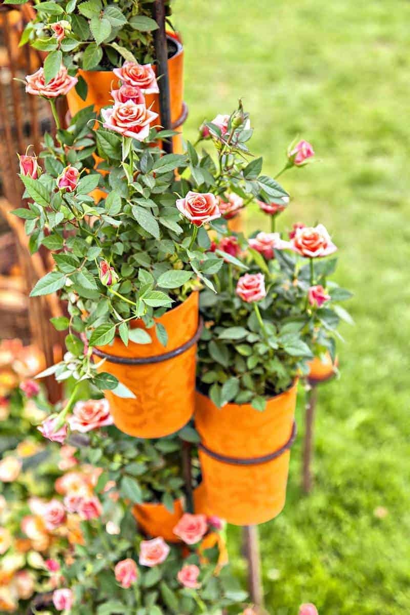Rosas en maceta