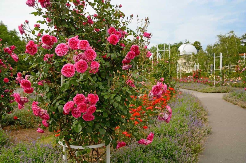 Plantas entremezcladas