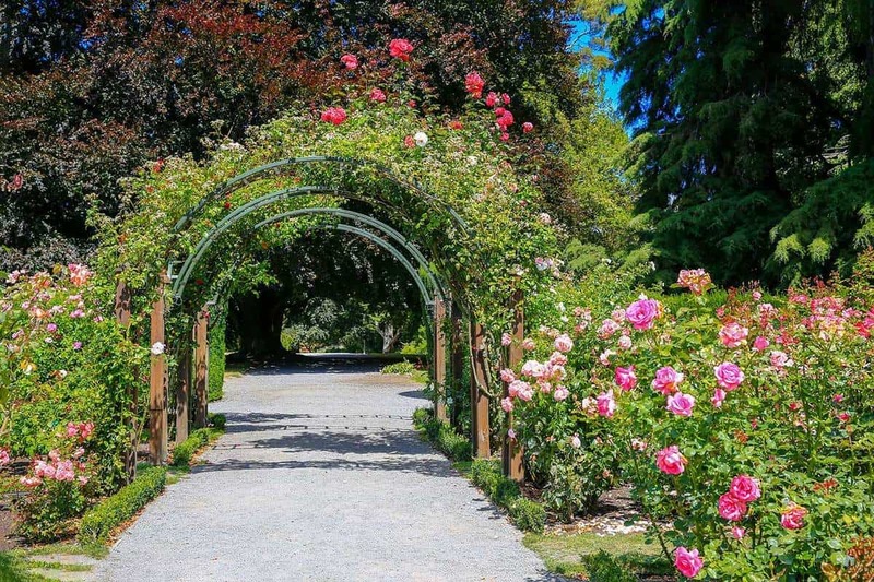 Arcos de rosas verdes
