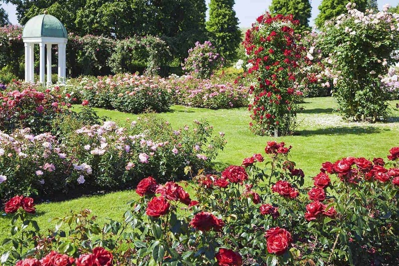 Secciones de rosas