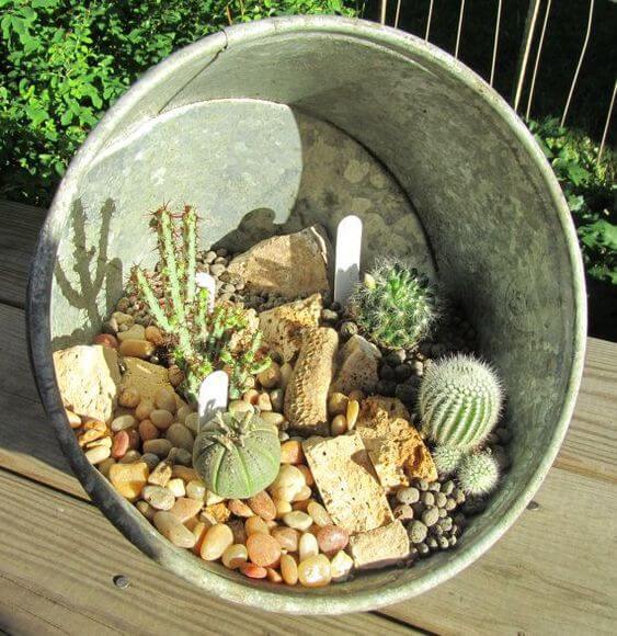   Un mini jardín de cactus