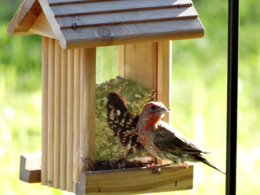 ideas asequibles para el jardín 18