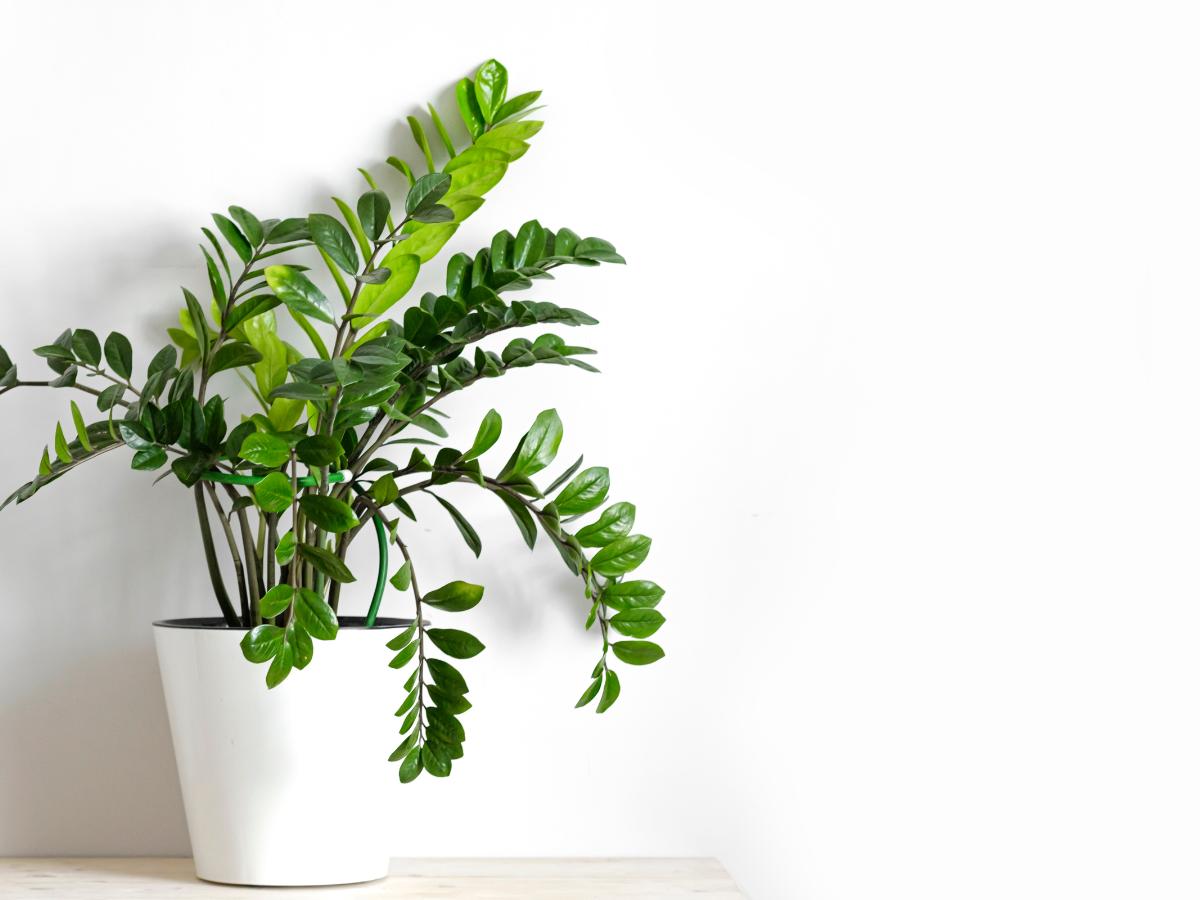 plantas de interior para finales de verano 03