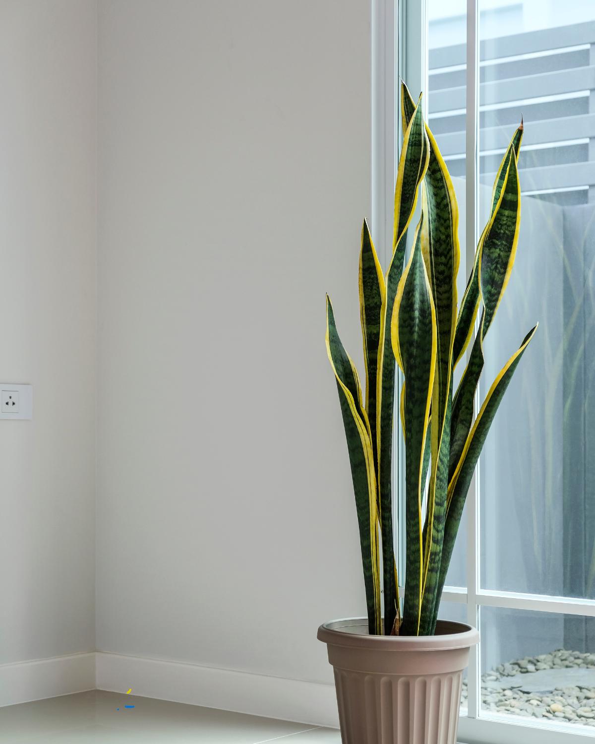 plantas de interior para finales de verano 07