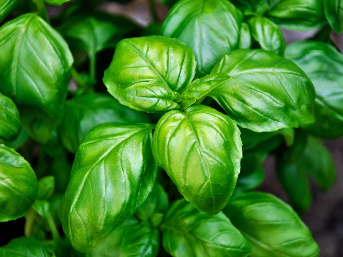 hierbas fáciles de cultivar a finales de verano 01