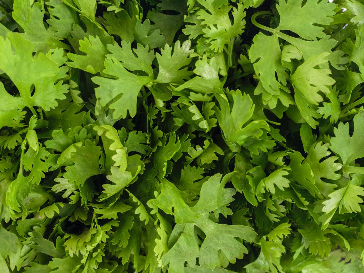 hierbas fáciles de cultivar a finales de verano 03