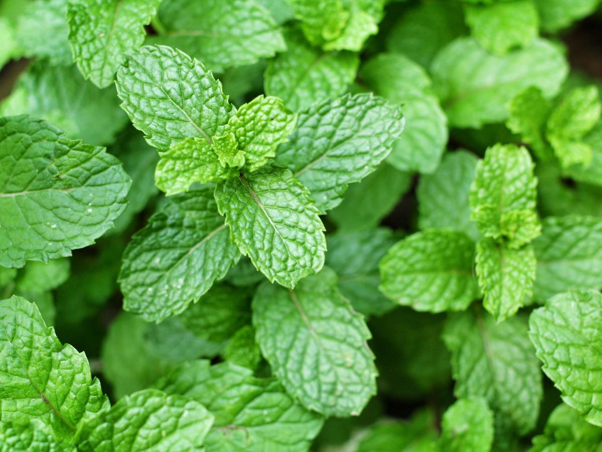 hierbas fáciles de cultivar a finales de verano 04