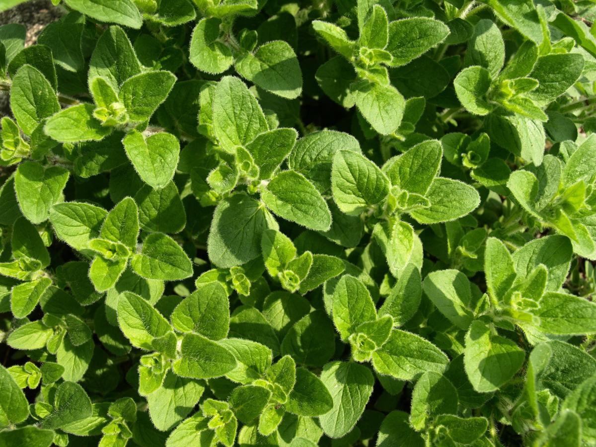 hierbas fáciles de cultivar a finales de verano 05