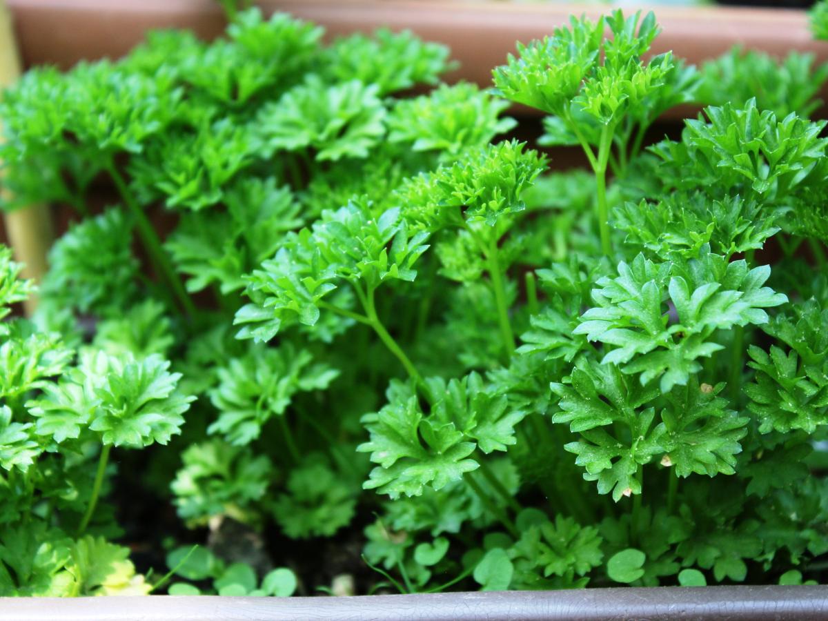 hierbas fáciles de cultivar a finales de verano 06