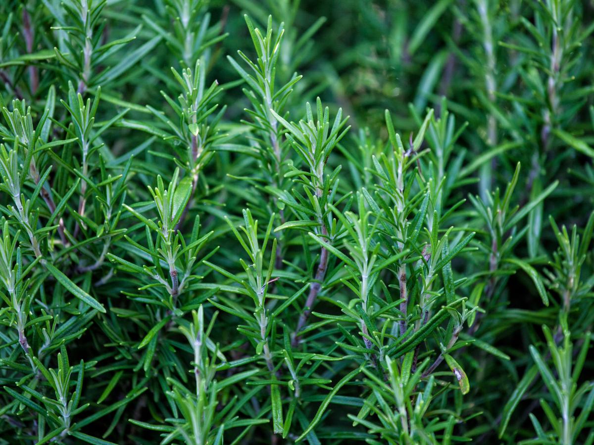 hierbas fáciles de cultivar a finales de verano 08
