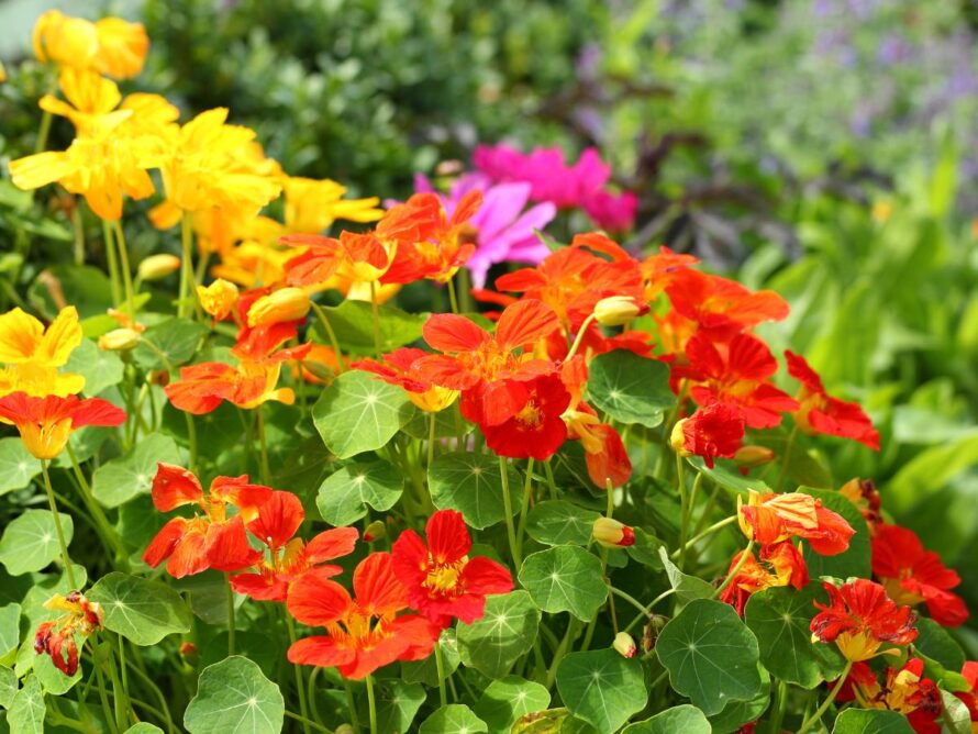 flores para huerto 07