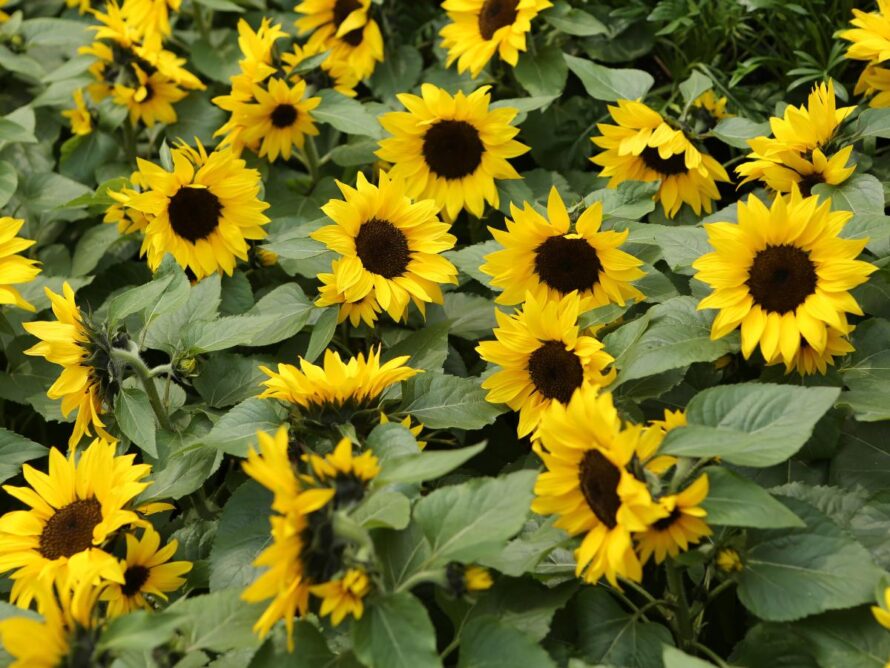 flores para huerto 11