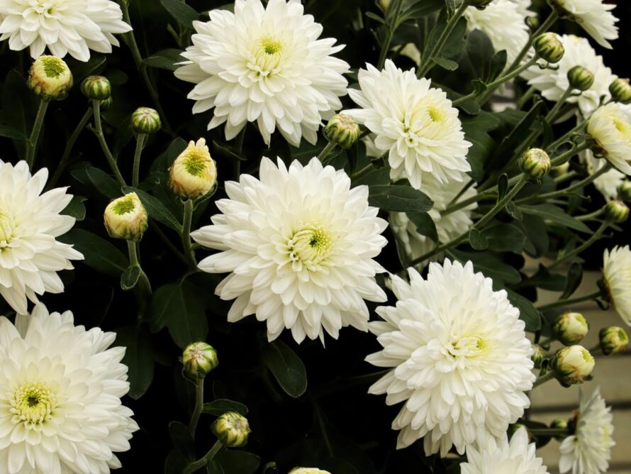 flores para huerto 17