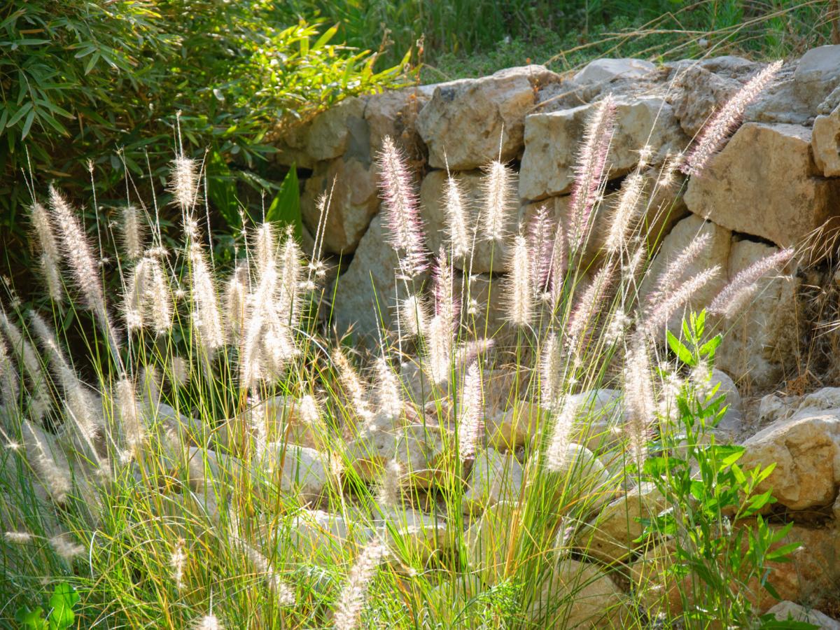 cambios de imagen del jardín a finales de verano 03