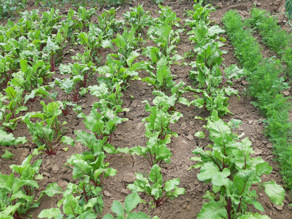 cambios en el jardín a finales de verano 05
