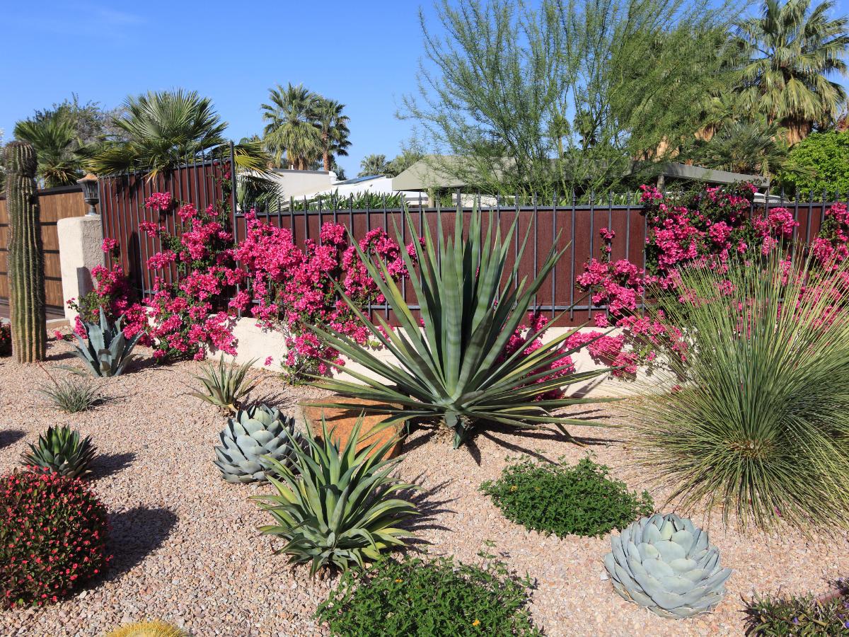 cambio de imagen del jardín a finales de verano 07