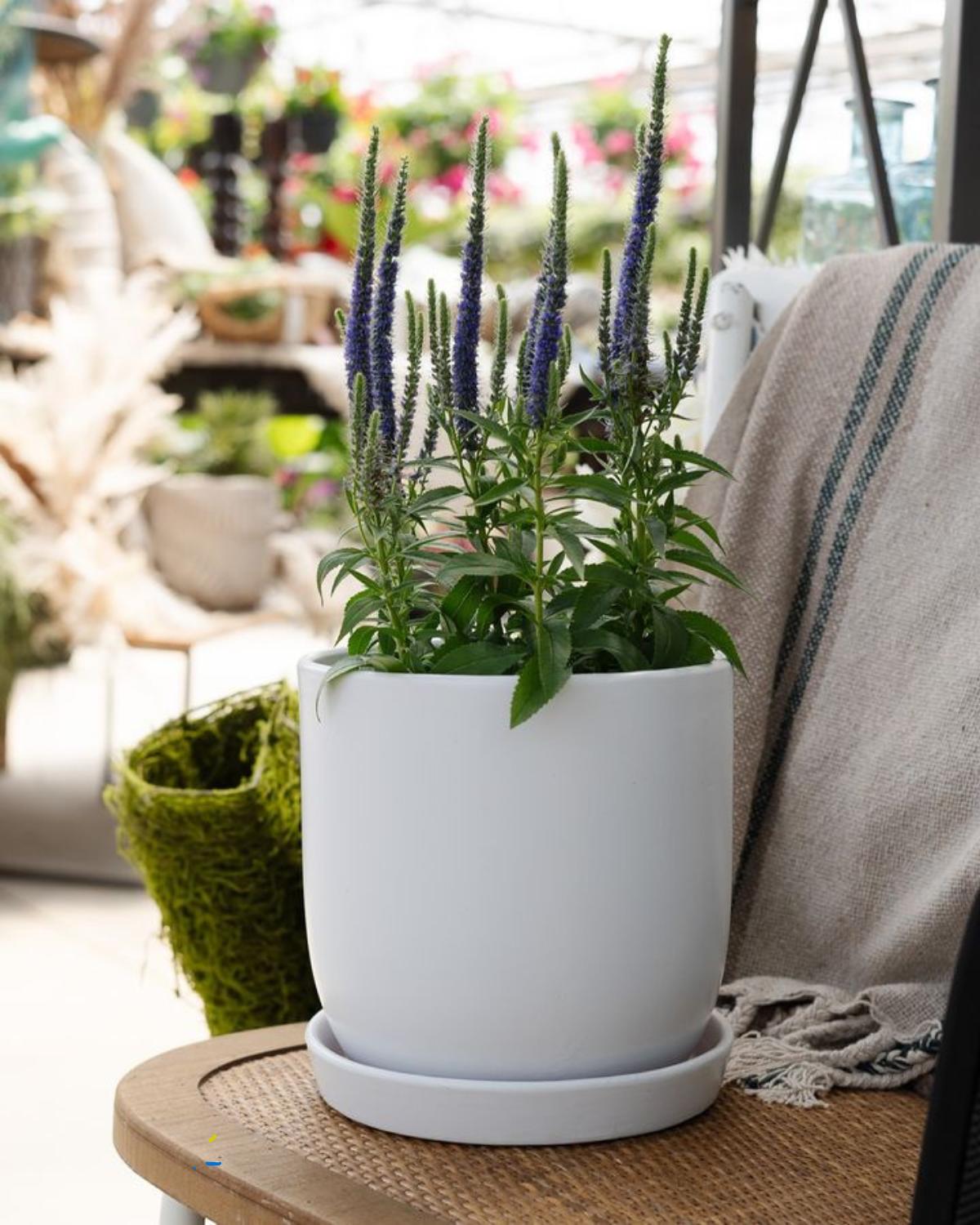 transformaciones del jardín a finales de verano 10