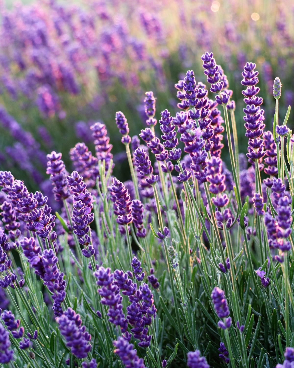 lavanda