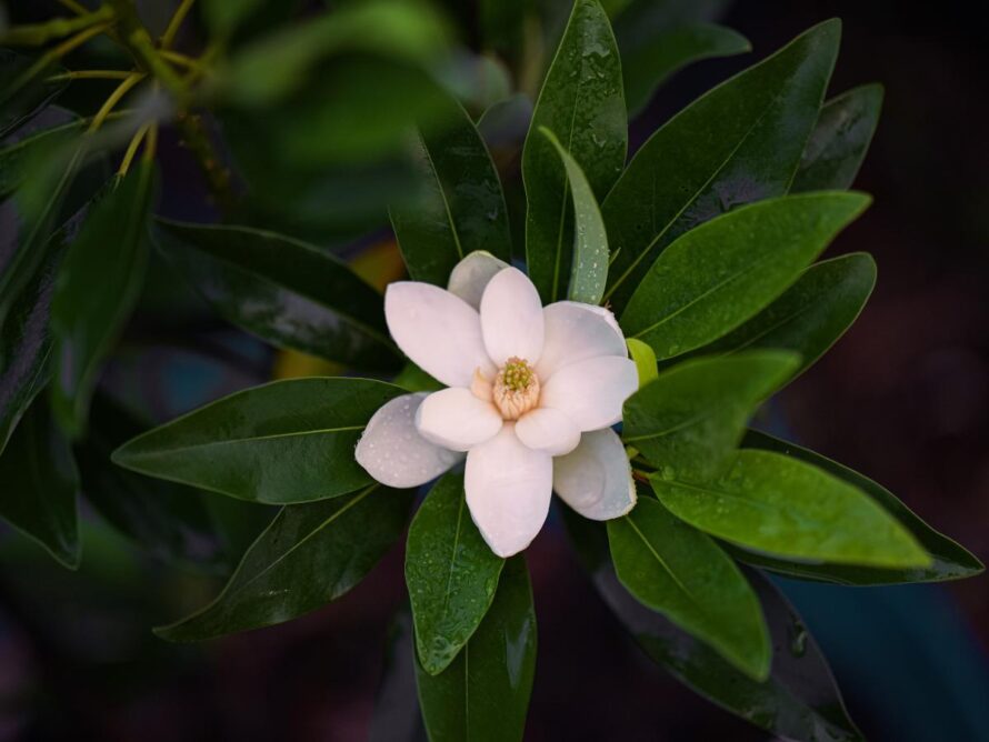 magnolios y arbustos 10