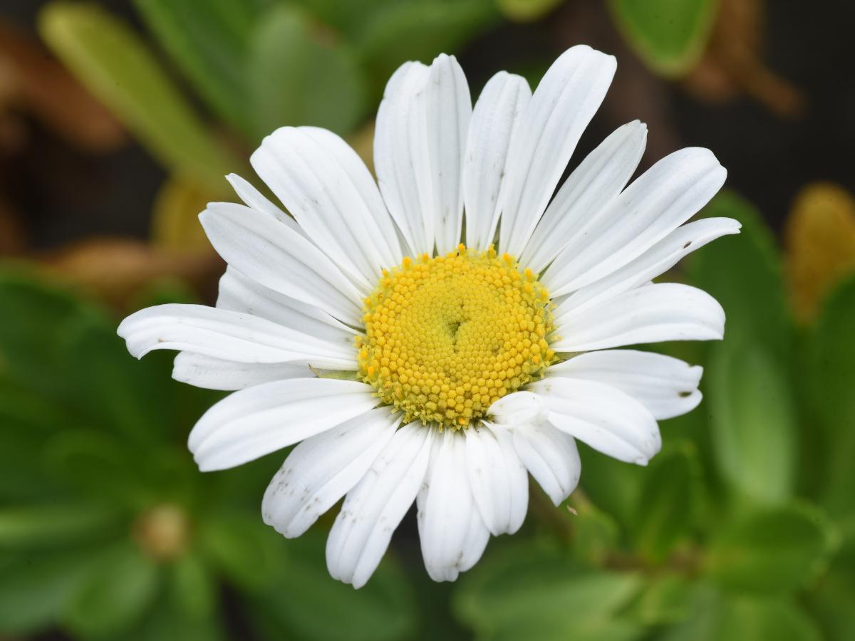 plantas perennes para plantar en agosto 08