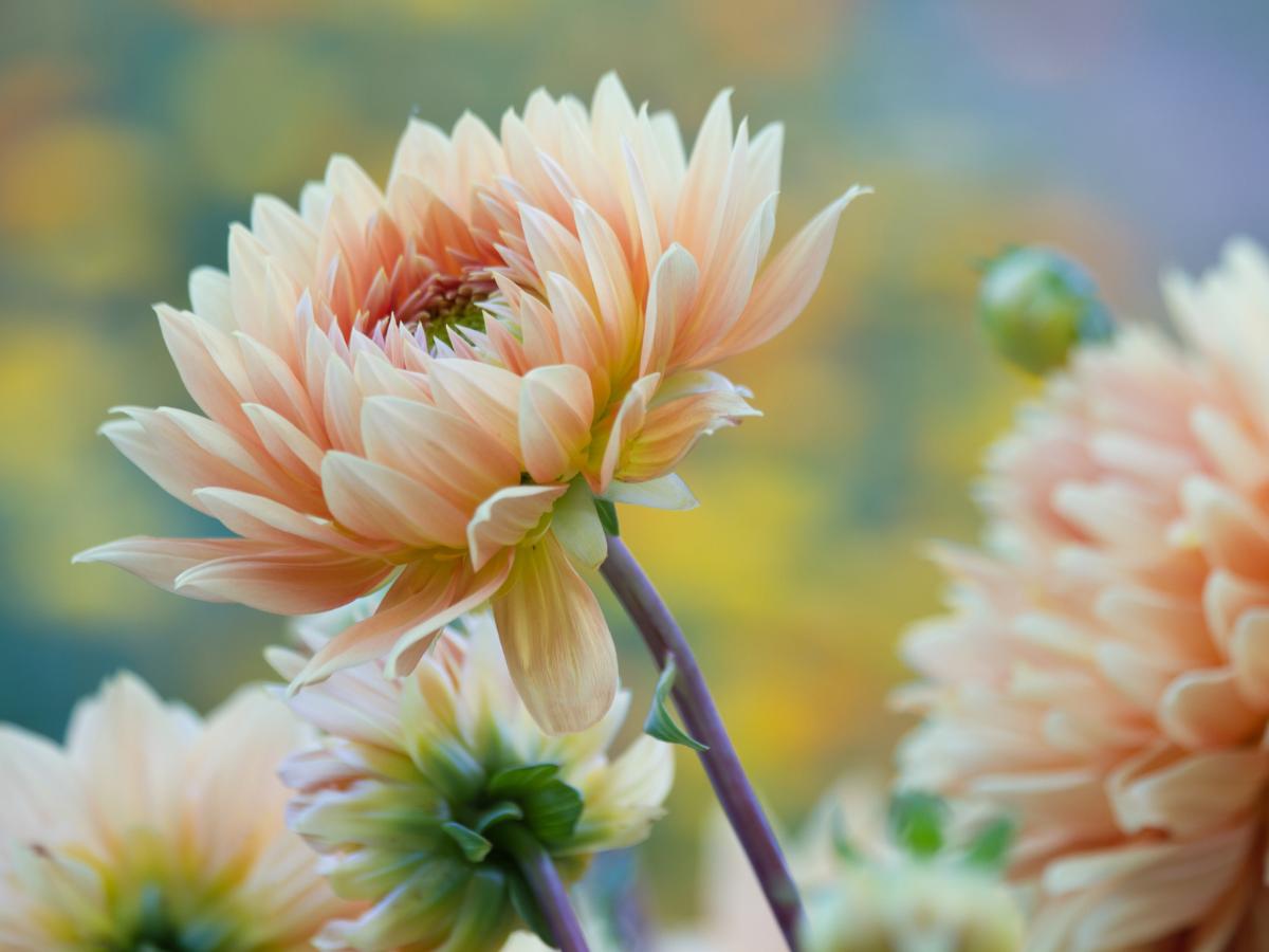 plantas perennes para plantar en agosto 09