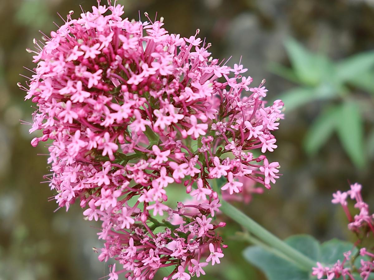 plantas vivaces para plantar en agosto 12