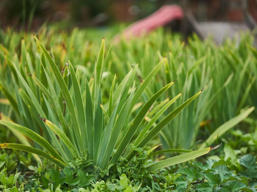 plantas que crecen en arcilla 06