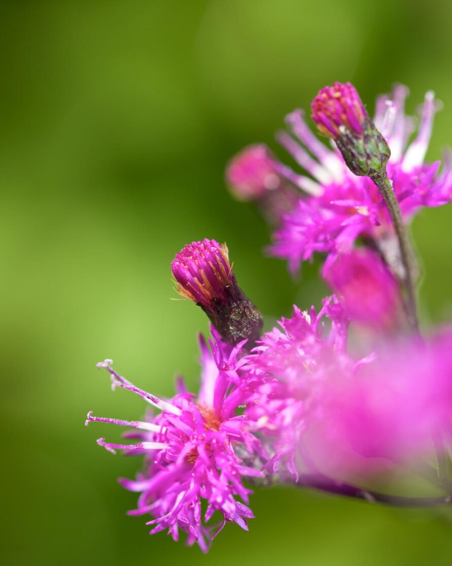 plantas que crecen en arcilla 11