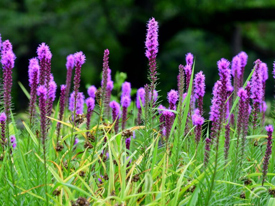 plantas que crecen en arcilla 13