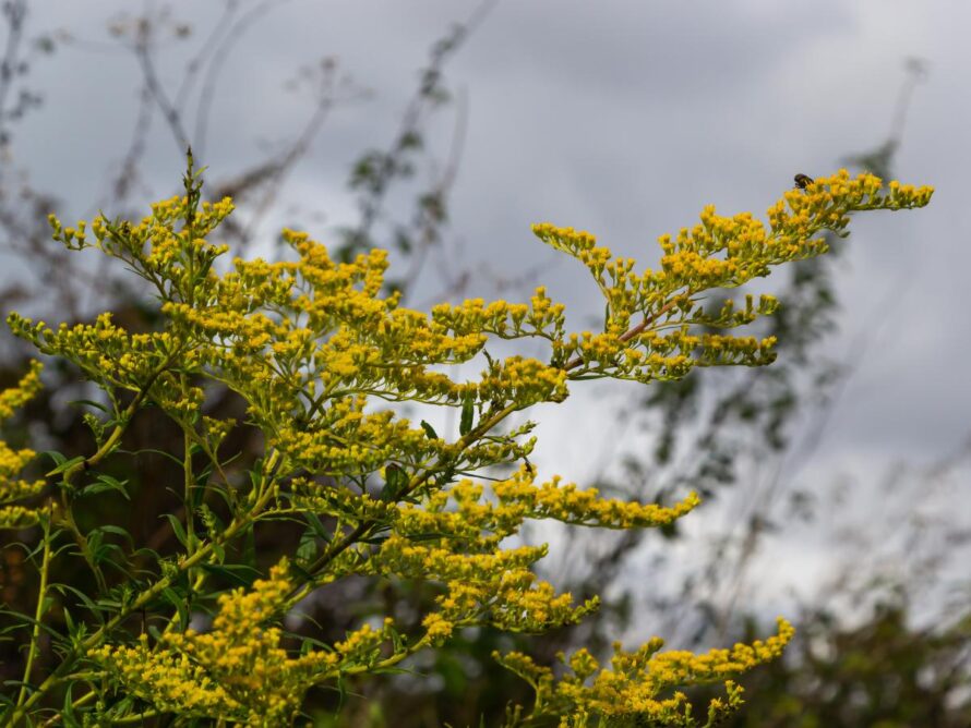 plantas que crecen en arcilla 17