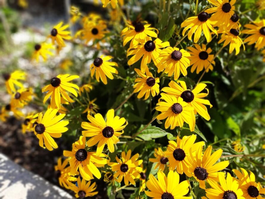 plantas que crecen en arcilla 18