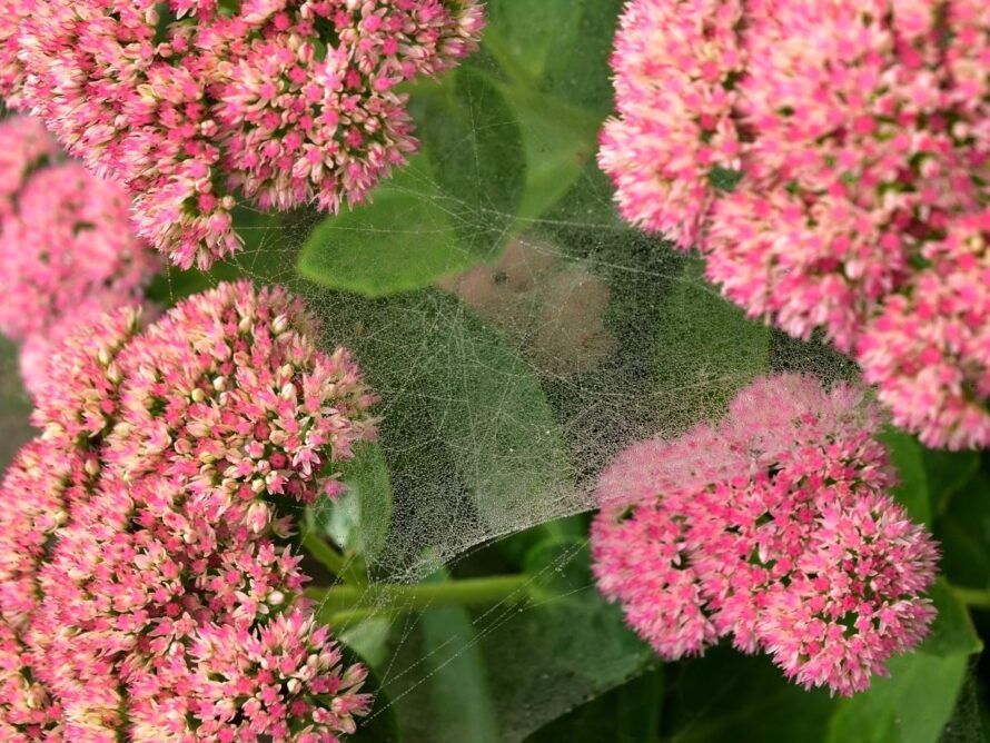 plantas que crecen en arcilla 19