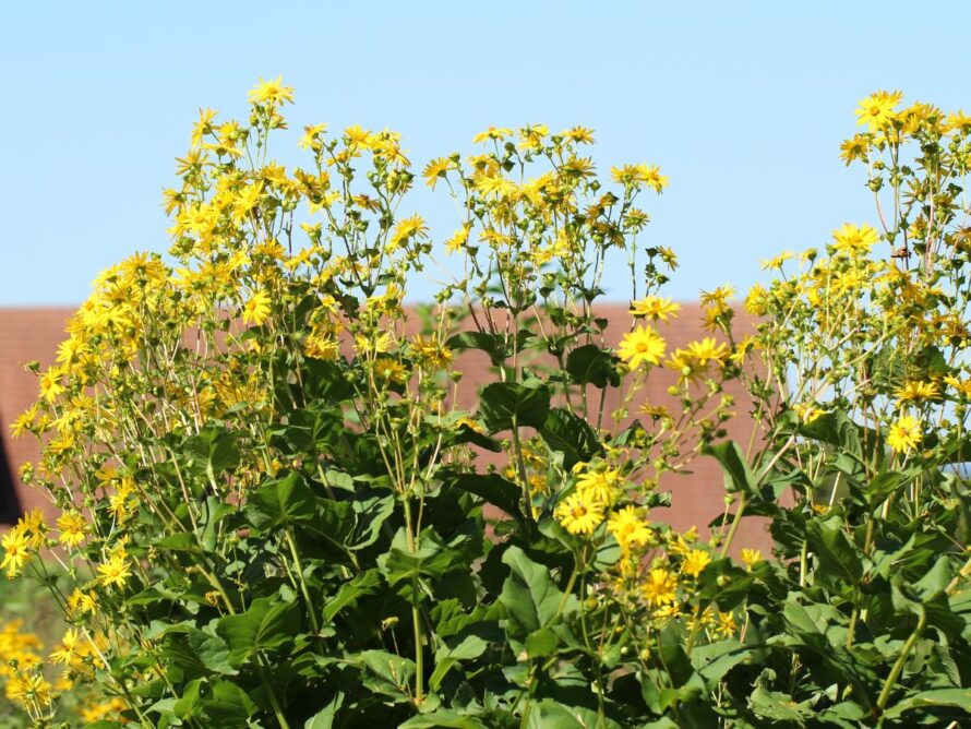 plantas que crecen en arcilla 20