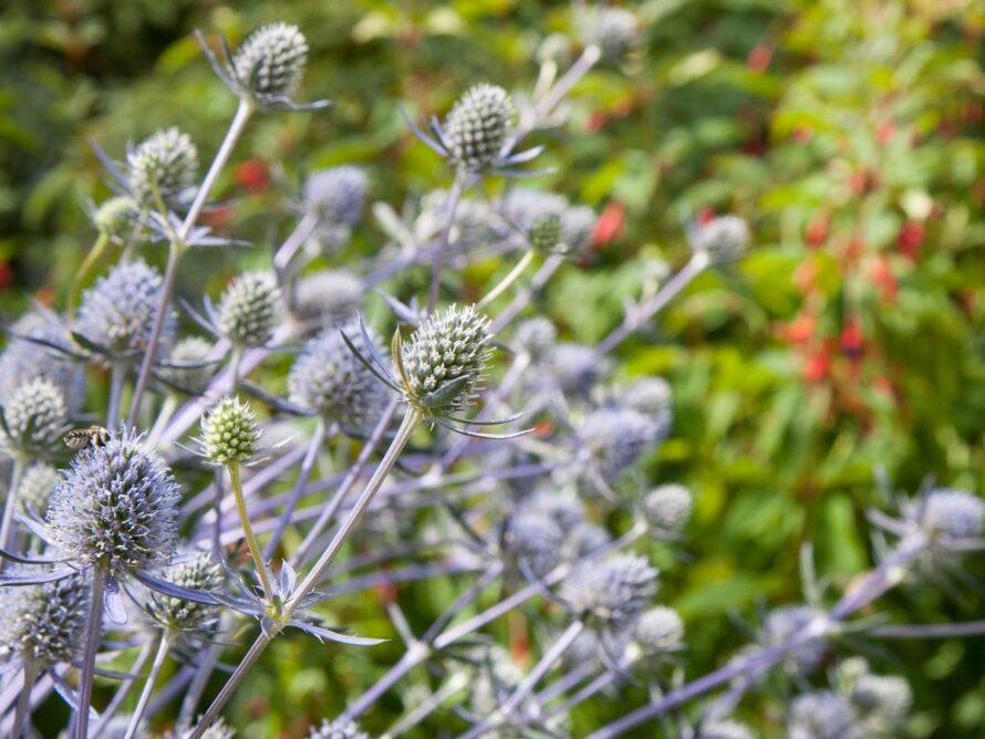 plantas que crecen en arcilla 25