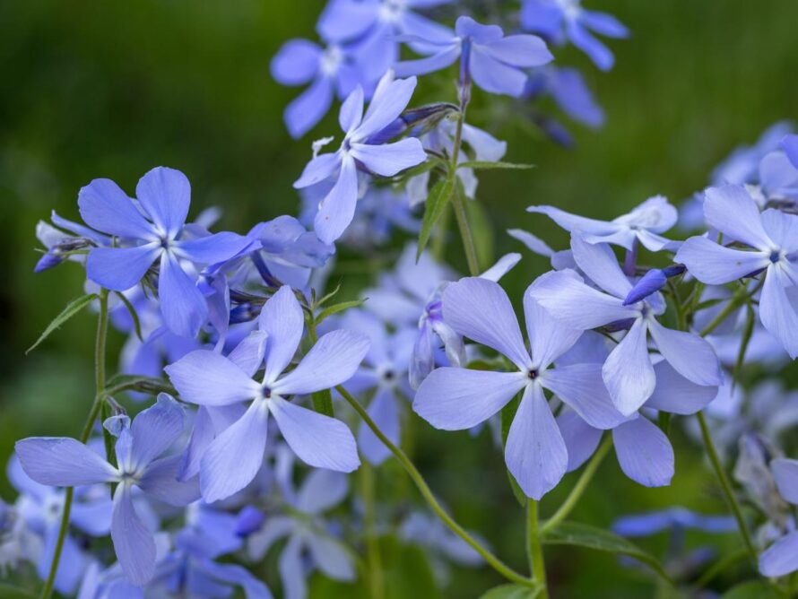 plantas perennes de sombra 03