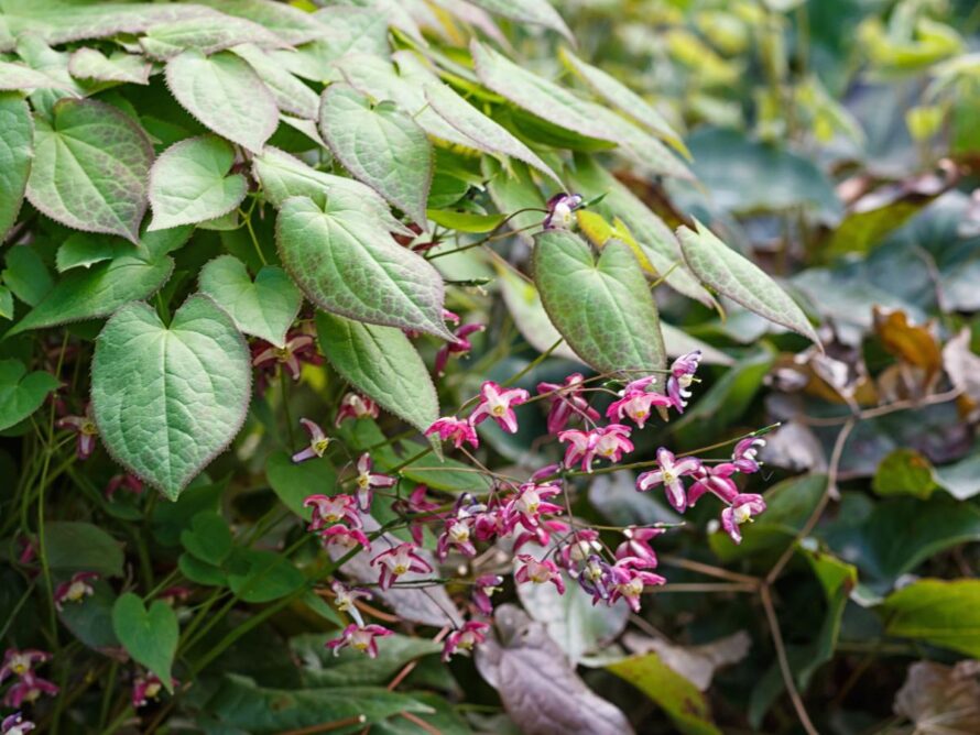plantas perennes que dan sombra 04
