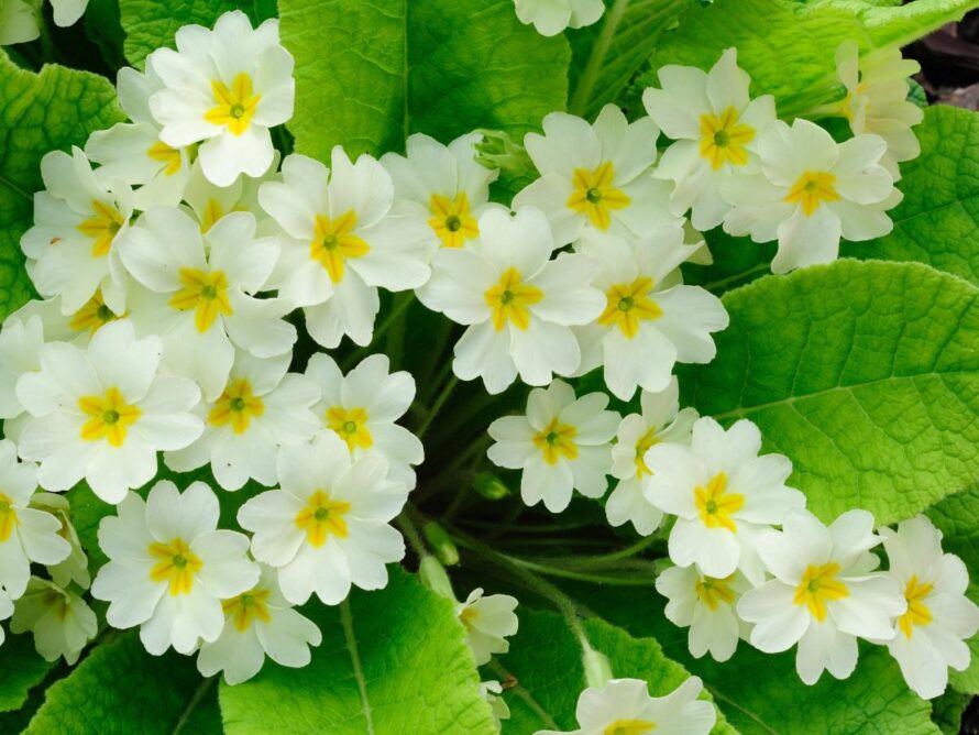 plantas perennes de sombra 05