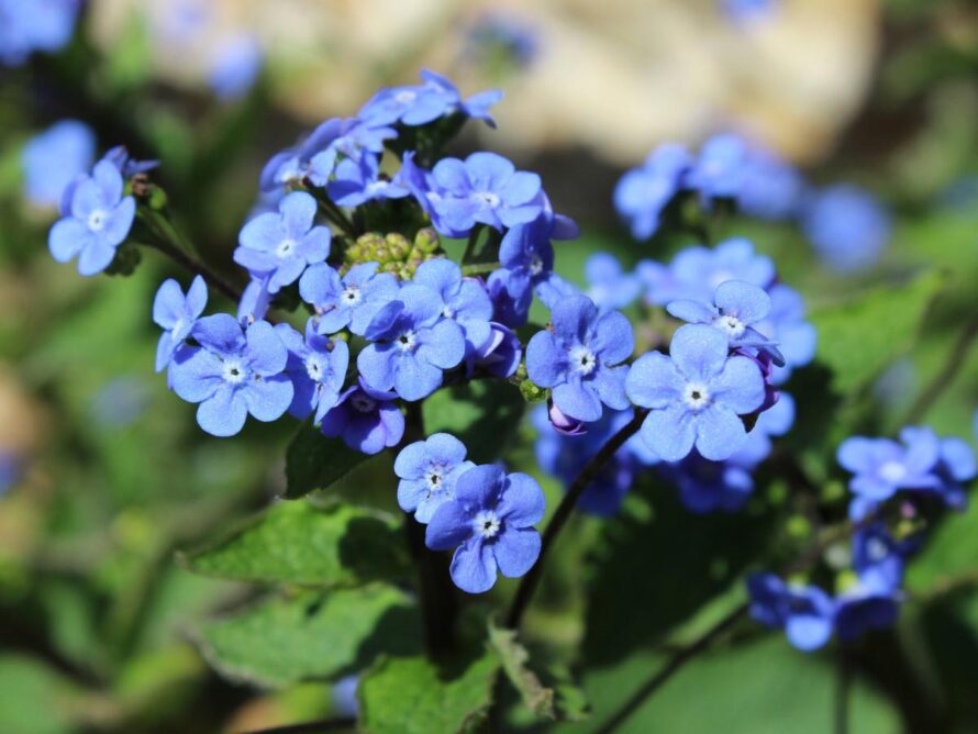 plantas perennes de sombra 06